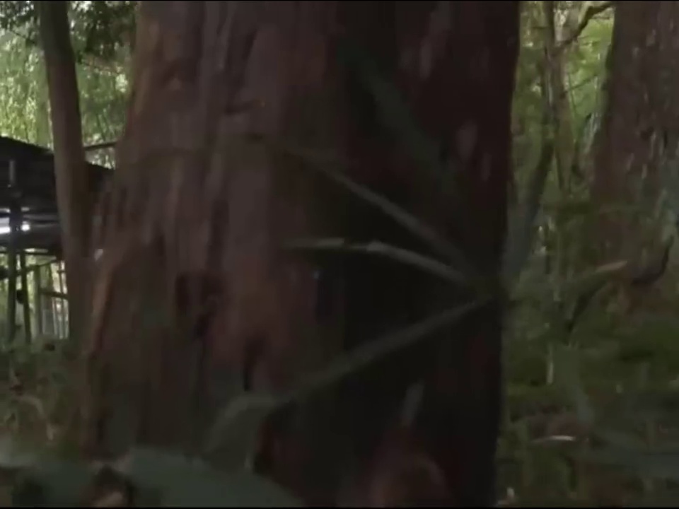 白战士大战怪兽